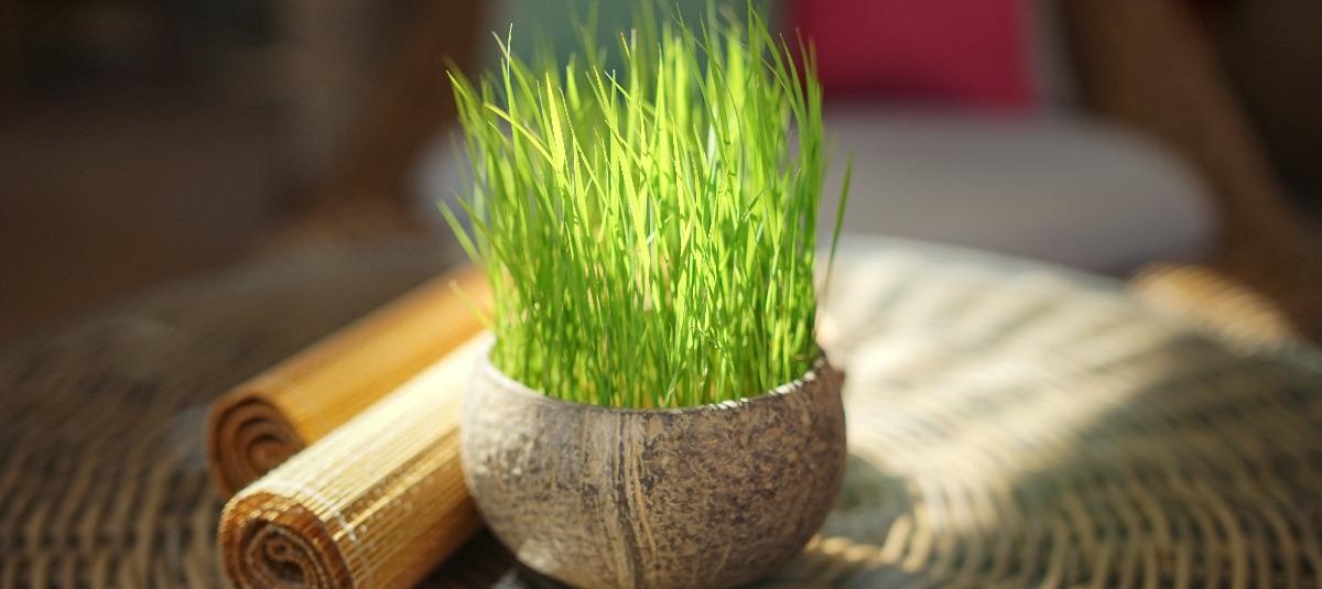 banner of Lemongrass Is Helpful To A Number Of Conditions