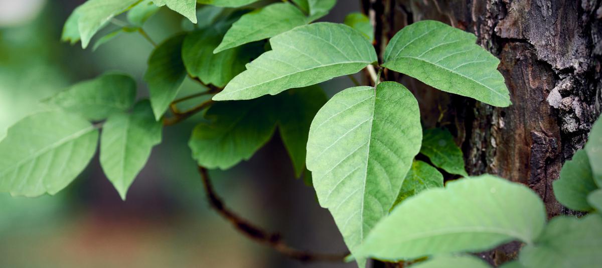 banner of Don't Let Poison Ivy Ruin Your Skin