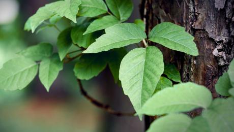 thumbnail of Don't Let Poison Ivy Ruin Your Skin