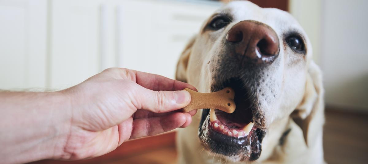 banner of Give Your Dog The Perfect Treat to Make Them Happy (theessentialbs)