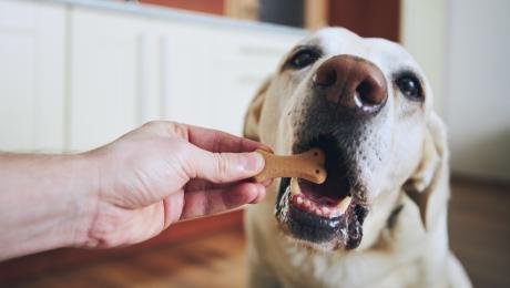 thumbnail of Give Your Dog The Perfect Treat to Make Them Happy (theessentialbs)