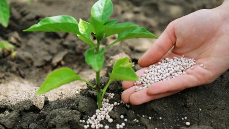 thumbnail of Your Green Thumb Is More Impressive When You Use Good Plant Foods and Fertilizers